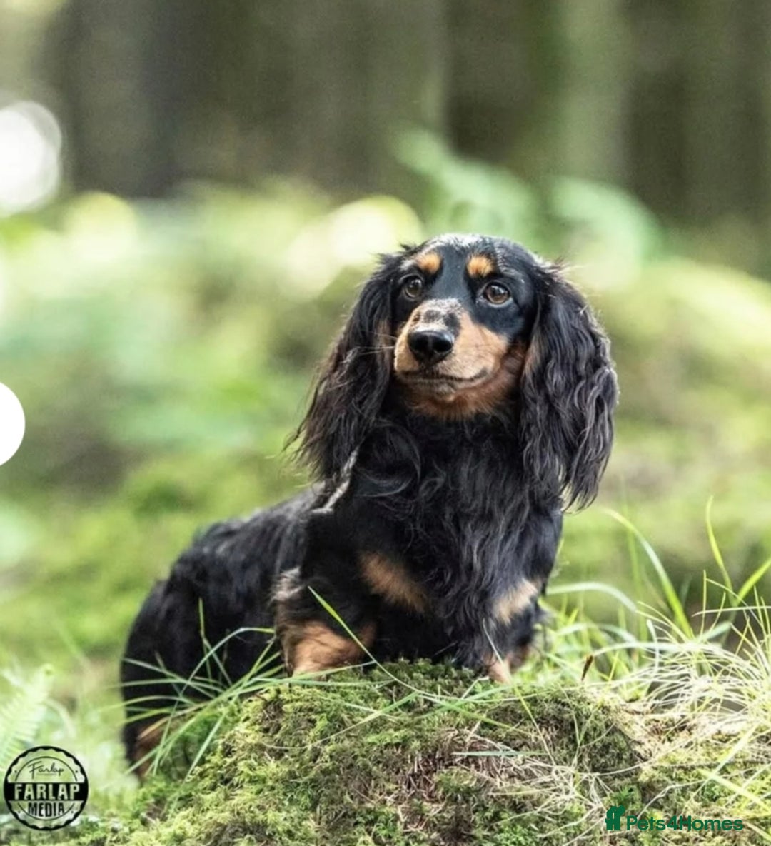 Miniature Dachshund dogs for sale: Handsome quality long haired male available  - Image 22