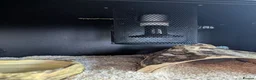 Python Snake reptiles for sale: Two Friendly Female Ball Pythons Complete Package in Benfleet - Advert 3