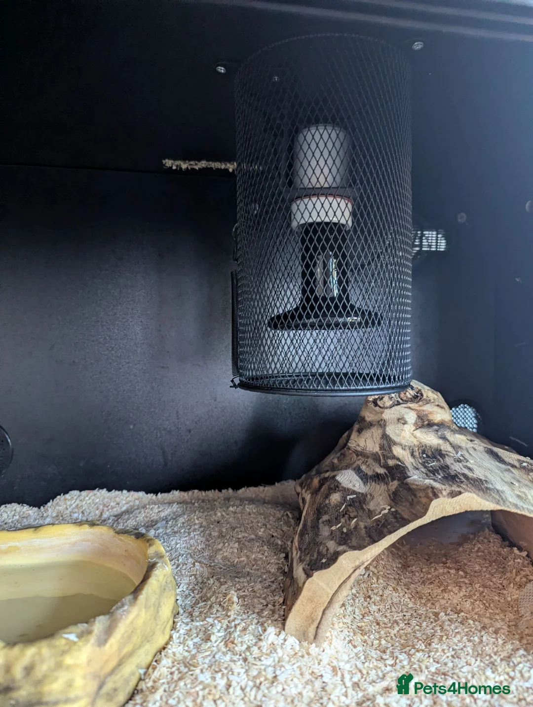 Python Snake reptiles for sale: Two Friendly Female Ball Pythons Complete Package in Benfleet - Advert 3