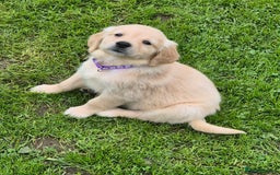 Golden Retriever dogs for sale: KC GOLDEN RETRIEVER PUPPIES  - Image 29
