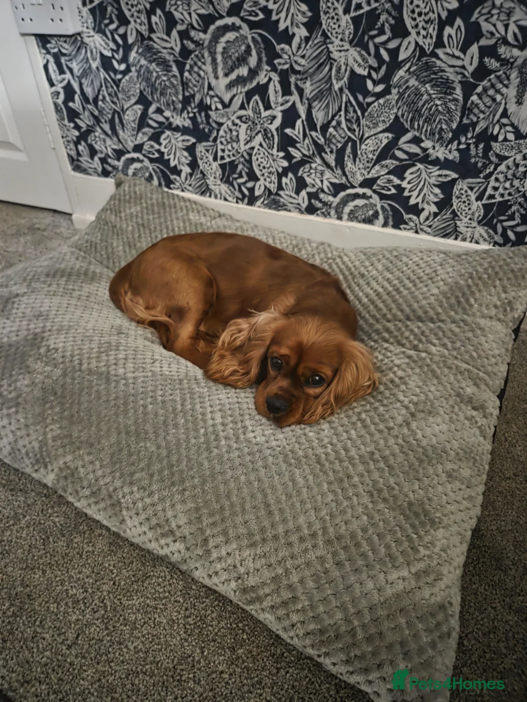 Cavalier King Charles Spaniel dogs for sale: Cavalier king charles  - Advert 2