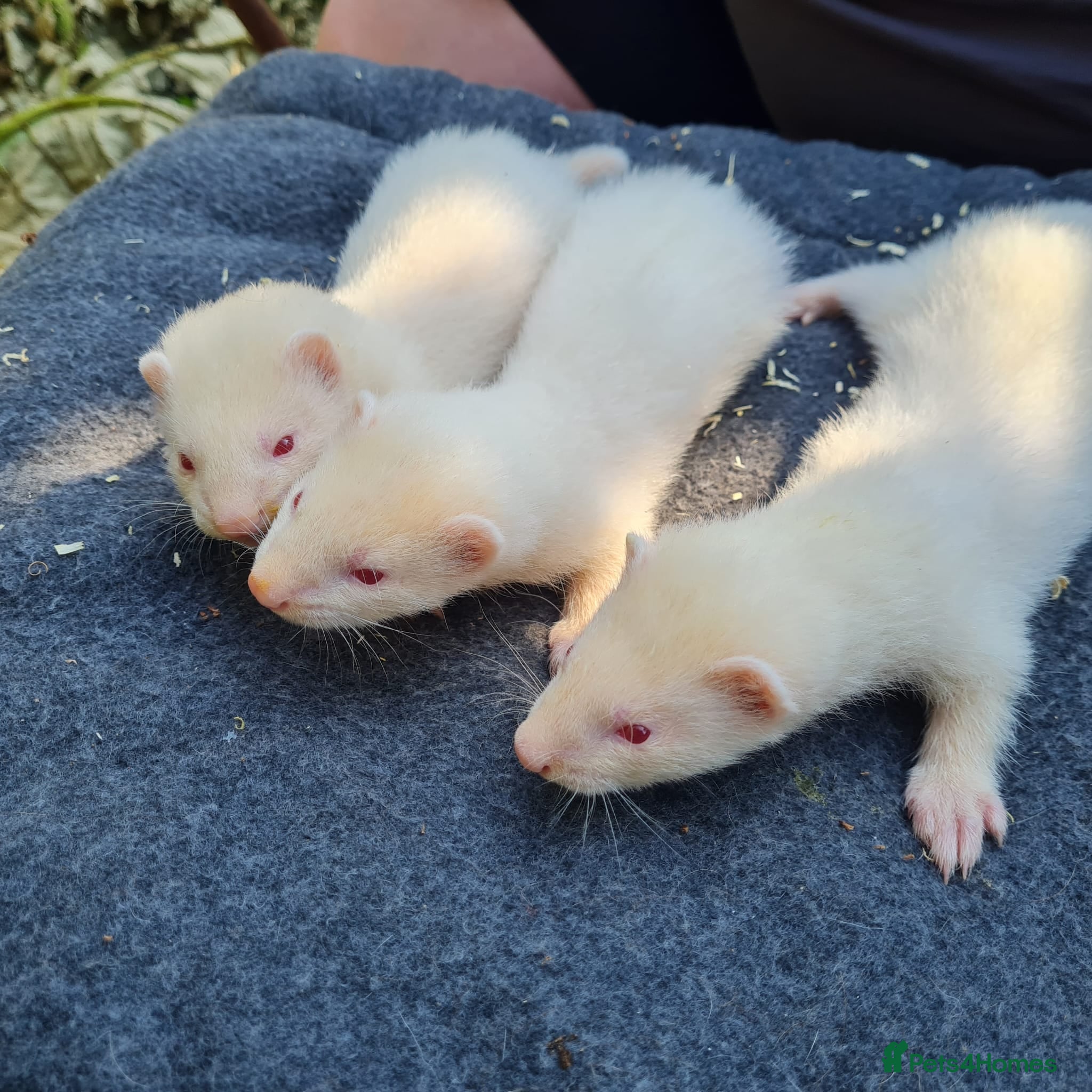 Ferret rodents Ferret kits  - Advert 2