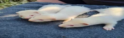 Ferret rodents for sale: Ferret kits  - Advert 2