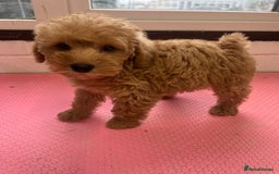 Mixed Breed dogs for sale: Miniature schnoodle girl ready to leave  - Image 9