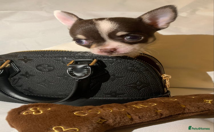 Chihuahua dogs - Advert 1