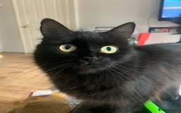 Mixed Breed cats for sale: Fluffy Adorable Kittens - Image 9