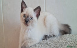 British Shorthair cats for sale: British Blue shorthair, Lilac, Colorpoint Kittens - Image 26