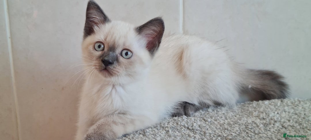 British Shorthair cats for sale: British Blue shorthair, Lilac, Colorpoint Kittens - Image 26