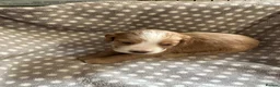 Cocker Spaniel dogs for sale: Working cocker spaniel puppies  - Advert 18