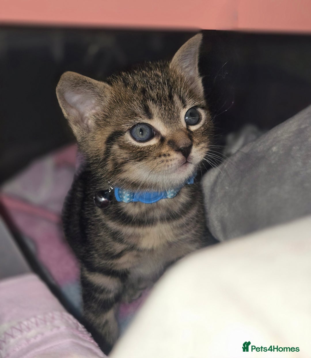 Domestic Shorthair cats for sale: Beautiful male tabby - Advert 8