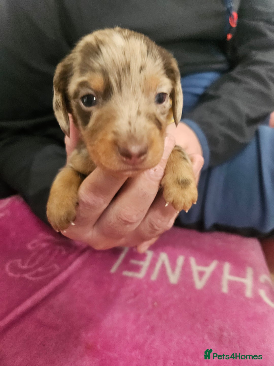Miniature Dachshund dogs for sale: Miniature dashunds  - Image 22