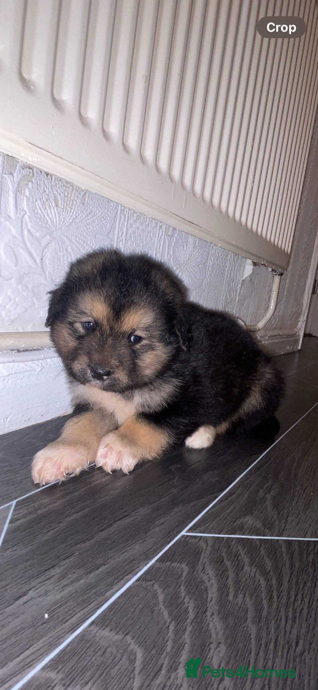 Mixed Breed dogs for sale: *only 1 male left* Malkita puppies 4 boys - Advert 27