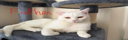Mixed Breed cats for sale: Ragdoll Mix × 100% British Shorthair Kittens in Sutton - Advert 13
