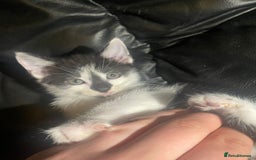 Mixed Breed cats for sale: beautiful kittens looking for loving forever homes - Image 7