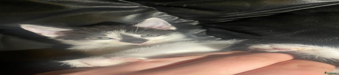 Mixed Breed Kitten 2