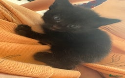 Mixed Breed cats for sale: 2 beautiful black female kittens  - Image 4