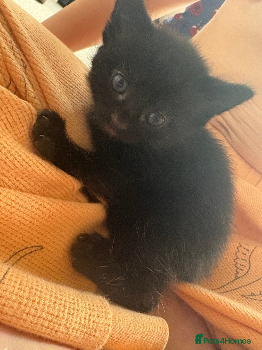 Mixed Breed cats for sale: 2 beautiful black female kittens  - Image 4