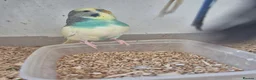 Budgerigars birds for sale: Baby Budgies, Tame Budgies, and Cockatiels - Advert 12