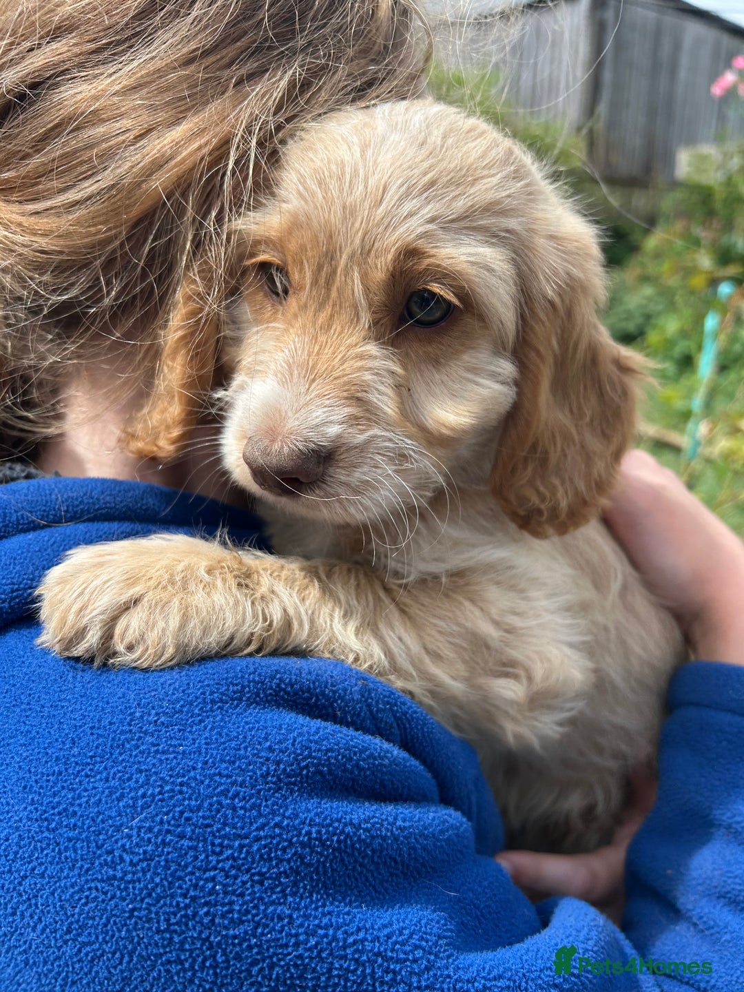 Cavapoo dogs for sale: Beautiful Cavapoo Puppies  - Image 16