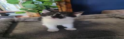 Norwegian Forest Cat cats for sale: Norwegian forest cat X marbled bengal - Advert 9