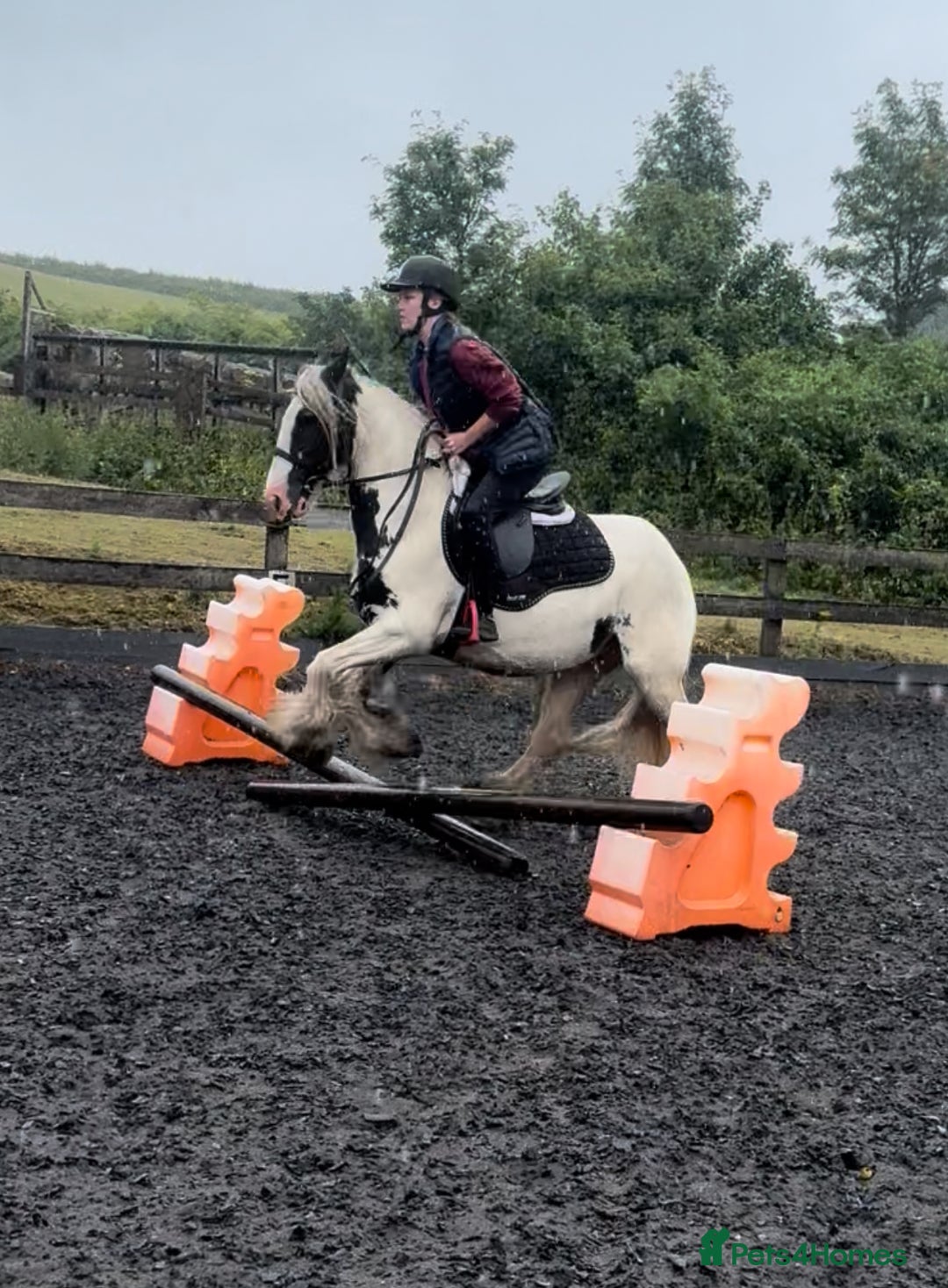 Irish Cob horses for sale: Gypsy cob mare 13.2hh - Image 2