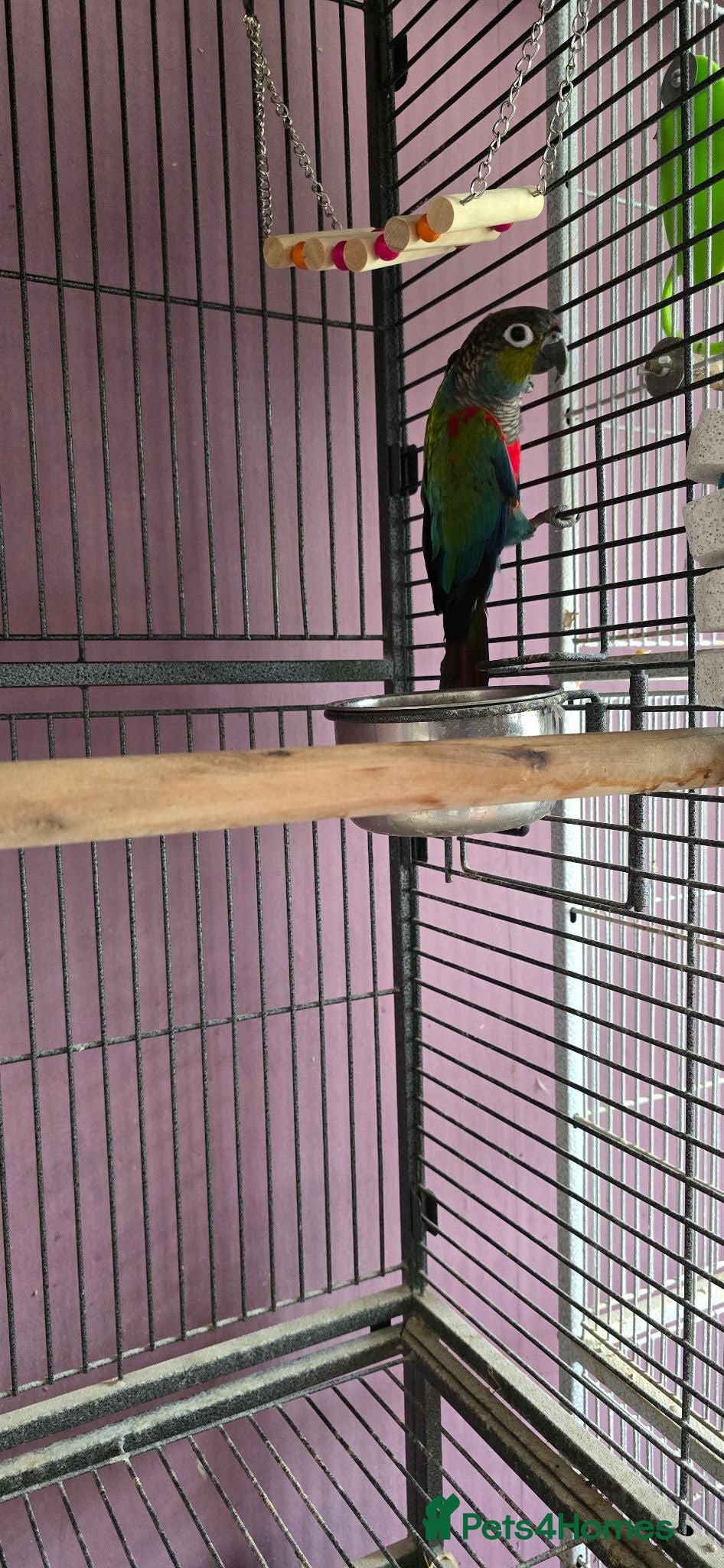 Conures birds Crimson-bellied Canure - Advert 1