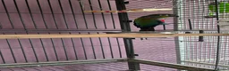 Conures birds for sale: Crimson-bellied Canure - Advert 1
