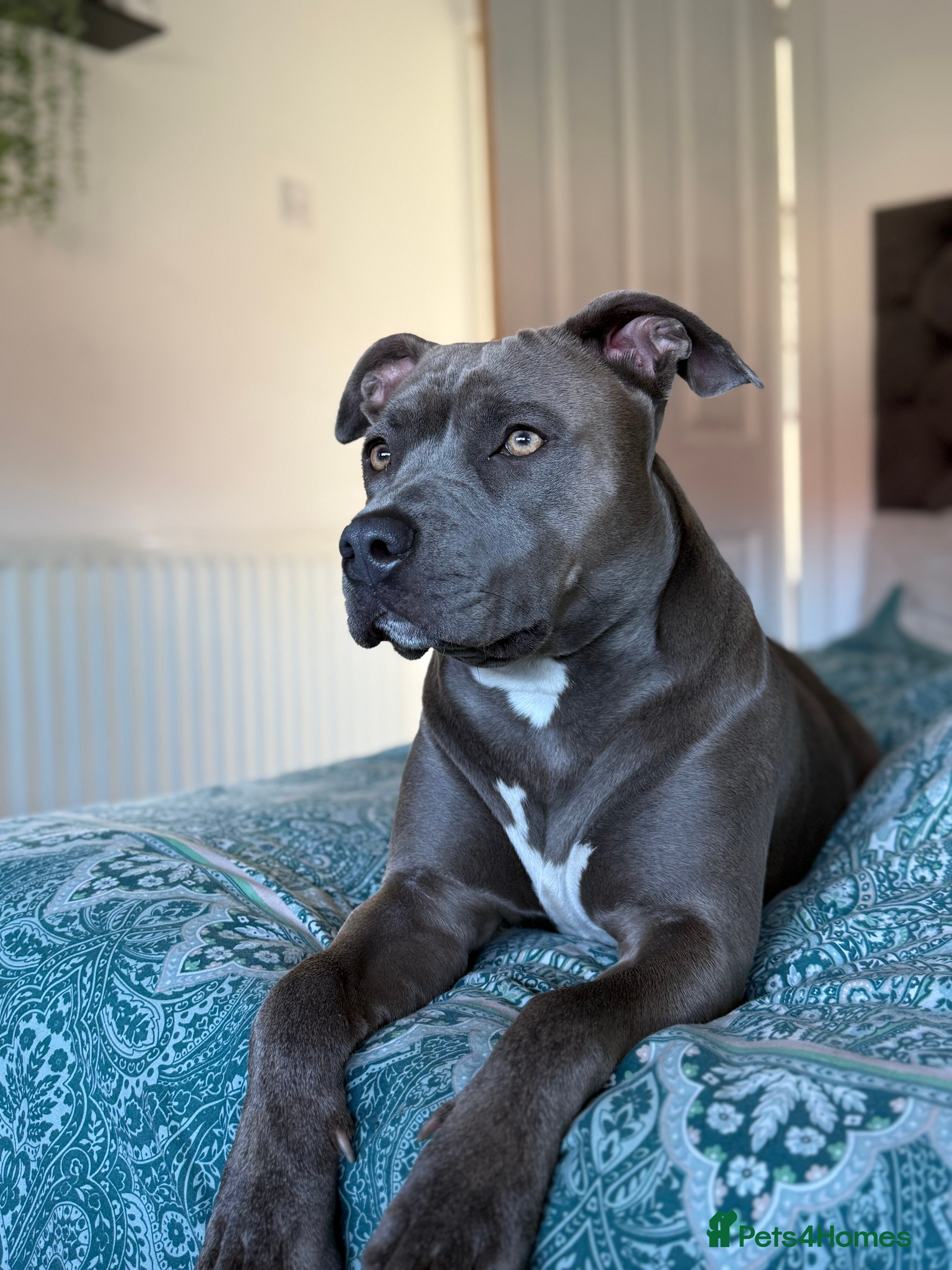 Staffordshire Bull Terrier dogs Staffordshire bull terrier in Billingham - Advert 8