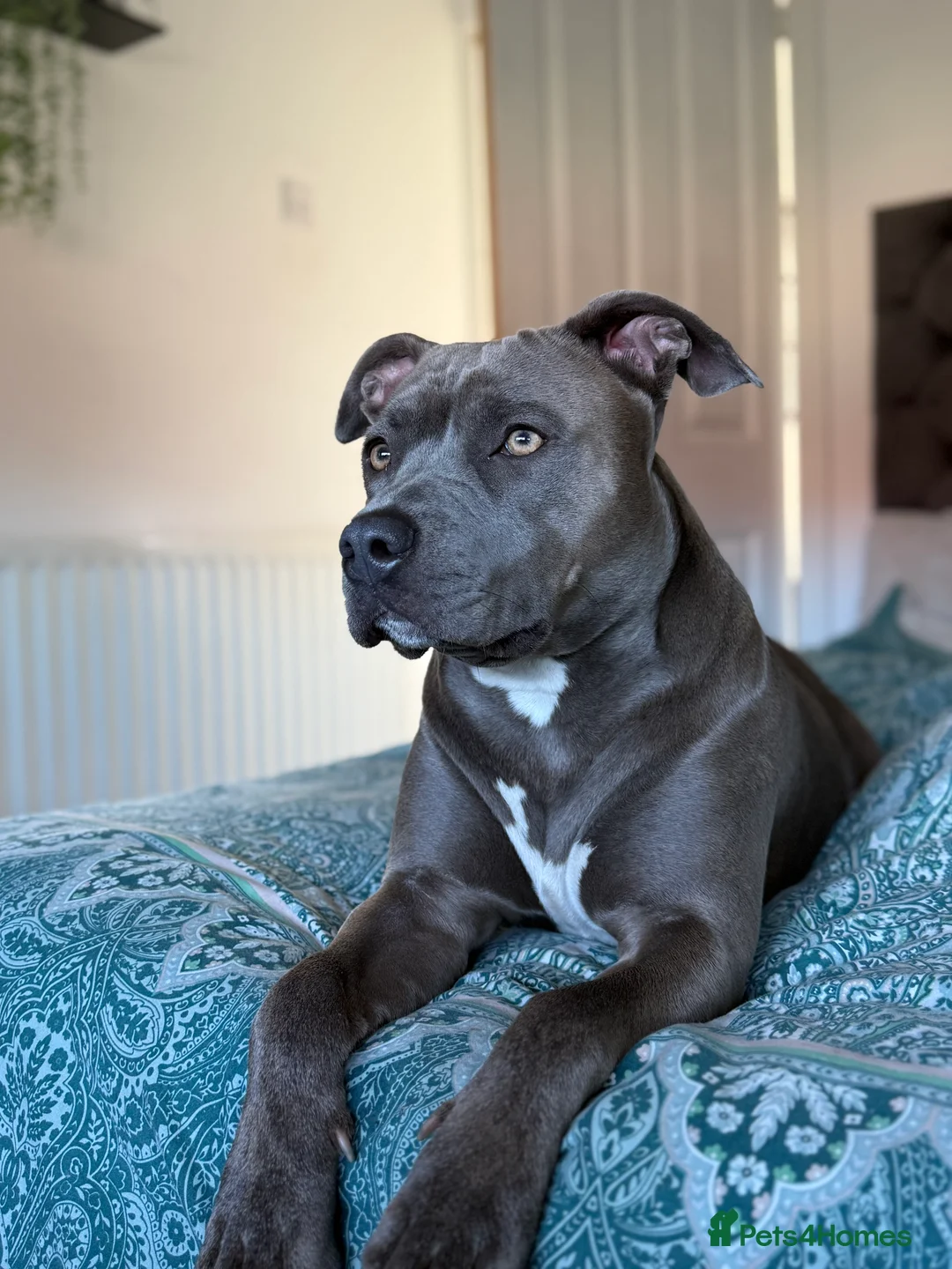 Staffordshire Bull Terrier dogs for sale: Staffordshire bull terrier in Billingham - Advert 1
