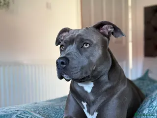 Staffordshire Bull Terrier dogs Staffordshire bull terrier in Billingham - Advert 16