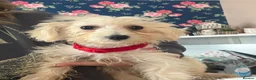 Poochon dogs for sale: Bichon frise x poodle  in Maidstone - Advert 2