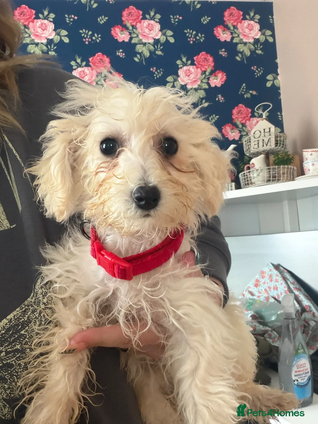 Poochon dogs for sale: Bichon frise x poodle  in Maidstone - Advert 2