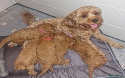 Cavapoo dogs for sale: Cavapoo f1b - Image 13
