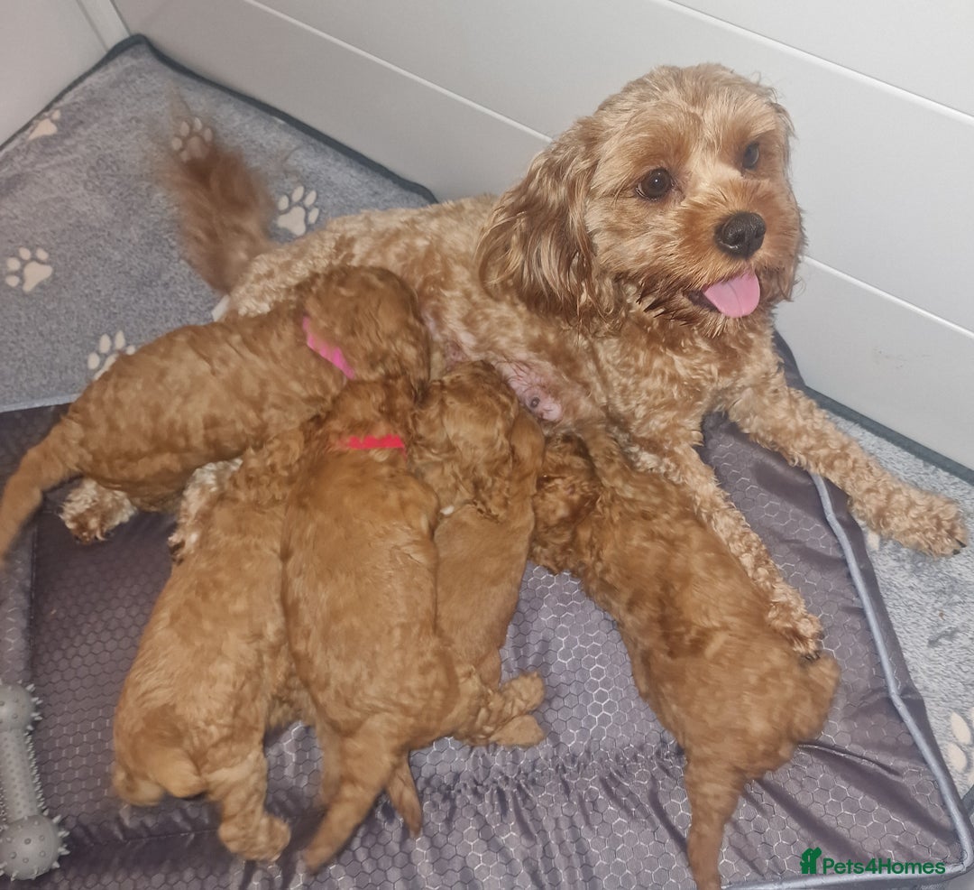Cavapoo dogs for sale: Cavapoo f1b - Image 13