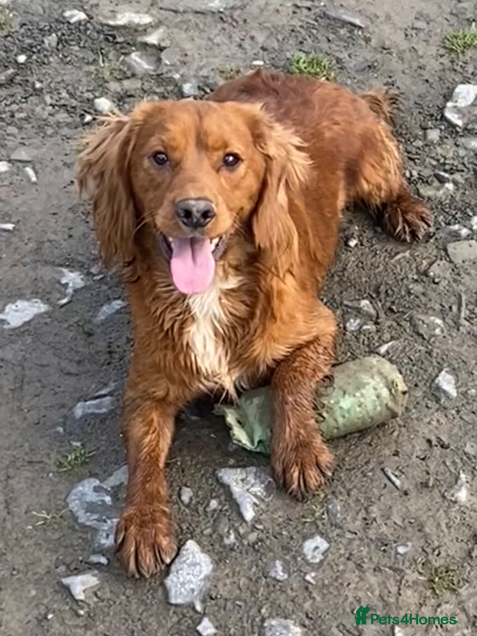 Cocker Spaniel dogs Male cocker spaniel boy  - Advert 5