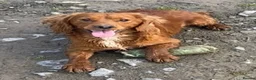 Cocker Spaniel dogs for sale: Male cocker spaniel boy  - Advert 1