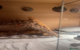 Bearded Dragon reptiles for sale: Boy bearded dragon for sale  - Advert 2