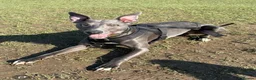 Whippet dogs for stud: KC Registered Blue Whippet for Stud - Advert 3