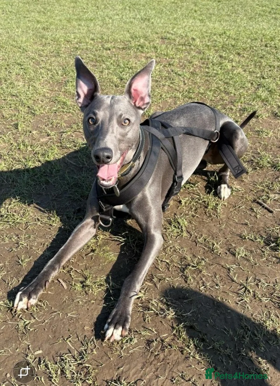 Whippet dogs for stud: KC Registered Blue Whippet for Stud - Advert 3