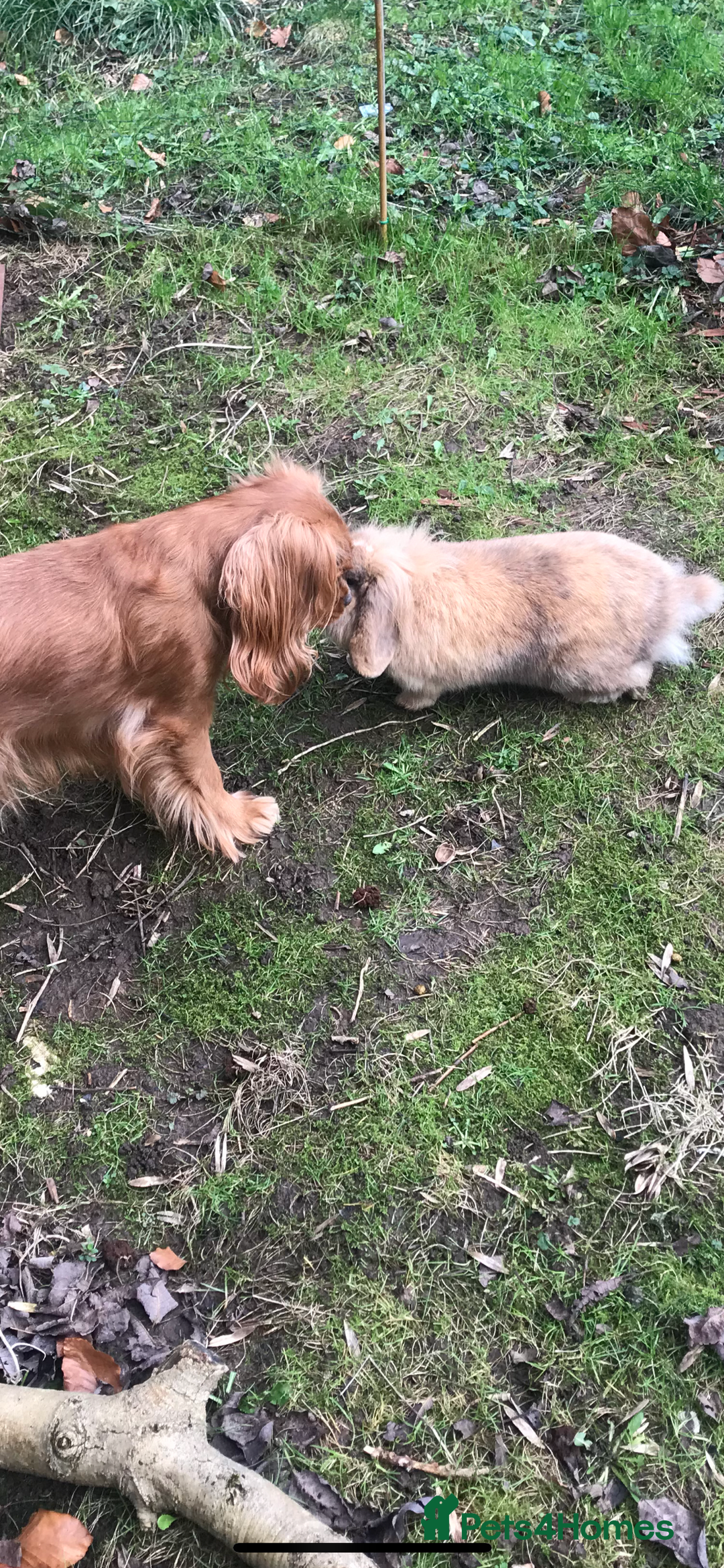Mini Lion Lop rabbits for sale: Unique Bunnies  - Image 12