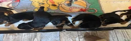 Rottweiler dogs for sale: Beautiful Rottweiler puppies  in Mablethorpe - Advert 26