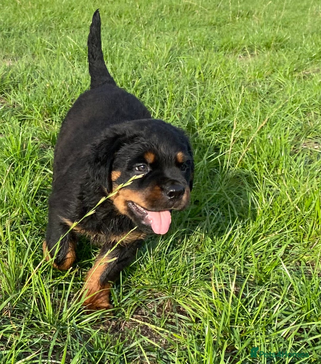 Rottweiler dogs for sale: KC Reg Rottweiler  - Image 6