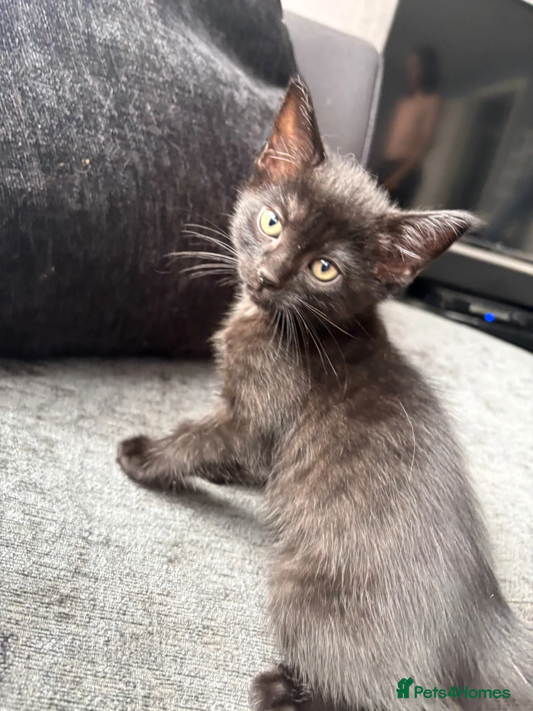 Mixed Breed cats for sale: 2 black males and 1 tabby female  in Basildon - Advert 2