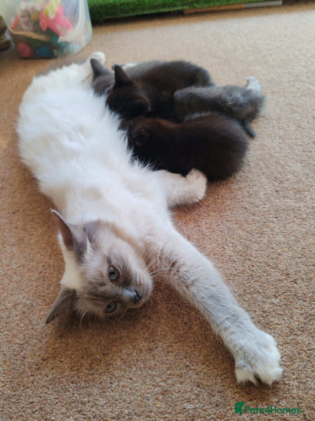 Mixed Breed cats for sale: Birman X Persian x Maine Coon Kittens - Image 3