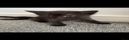Mixed Breed cats for sale: Tabby and black kittens  - Advert 2