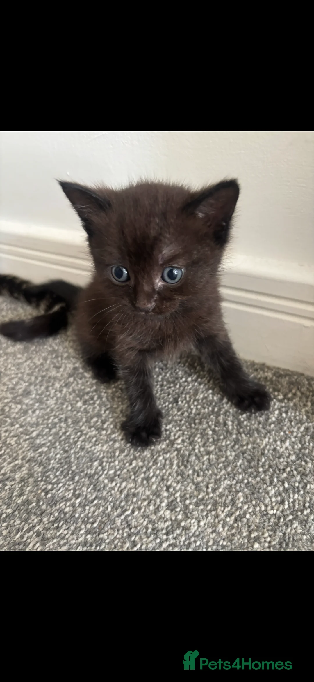 Mixed Breed cats for sale: Tabby and black kittens  - Advert 2