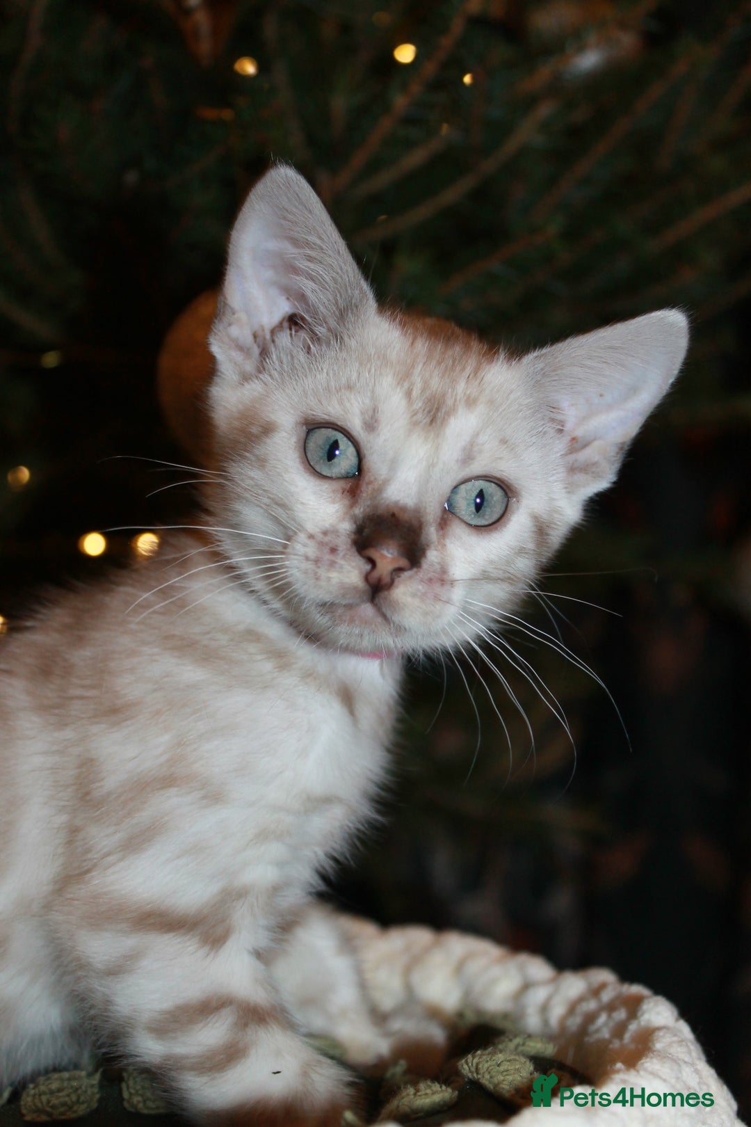 Bengal cats for sale: Last snow boy READY NOW  - Advert 19