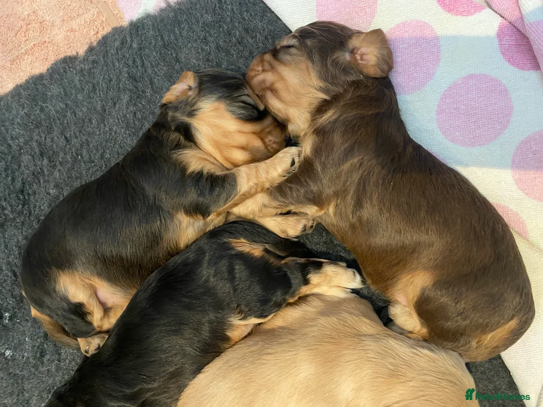 Cocker Spaniel dogs for sale: 4 gorgeous KC cocker spaniel puppies - Advert 5