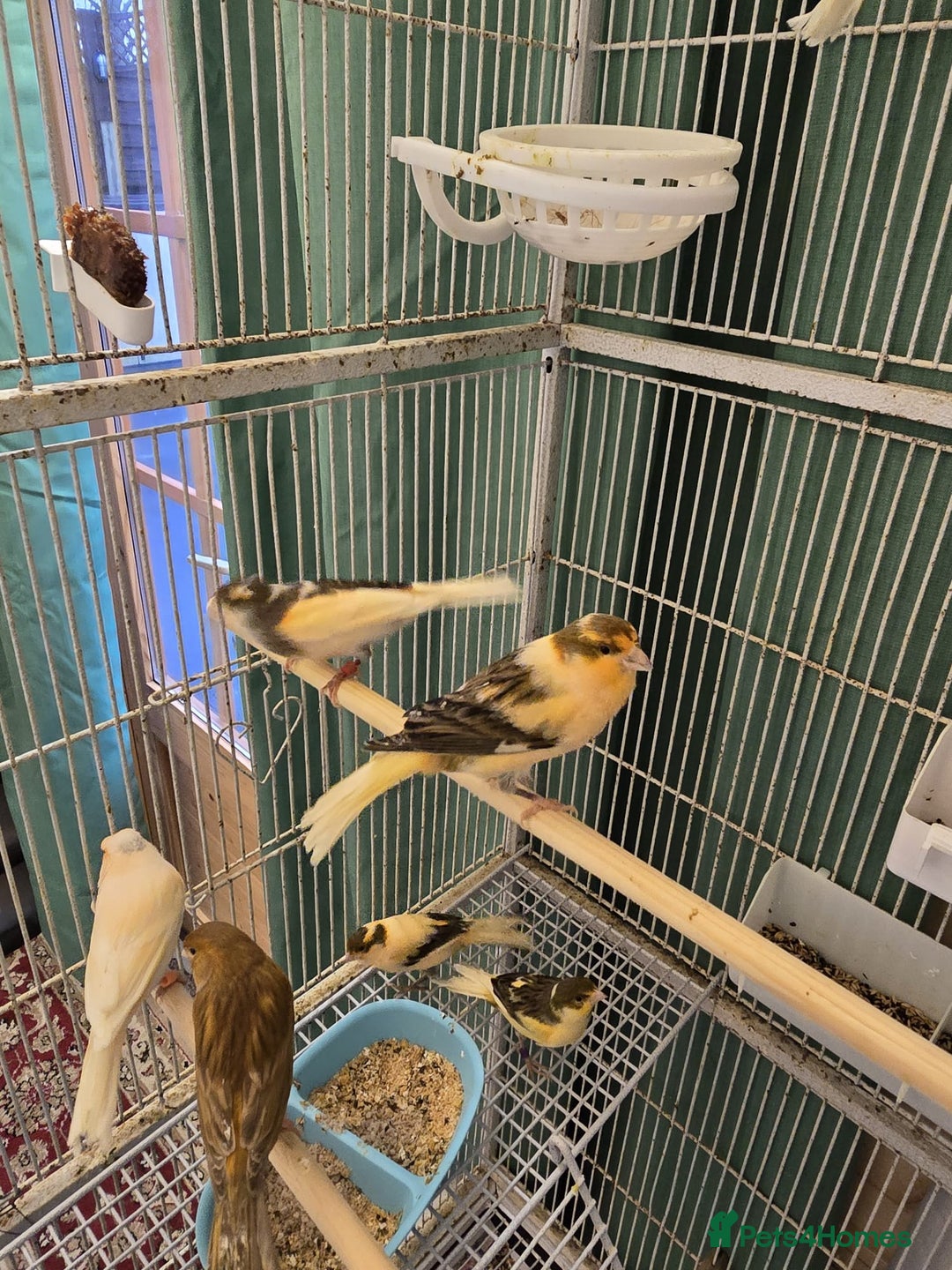 Canaries birds for sale: Beautiful healthy canaries for sale in Manchester  - Advert 15