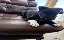 Mixed Breed dogs for sale: beautiful German shepherd x border collie puppies  - Image 9